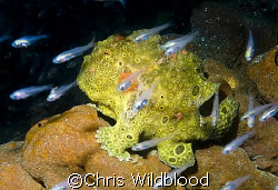 Catching flies! by Chris Wildblood 